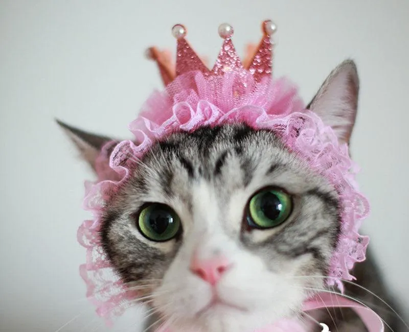 Cat Headwear