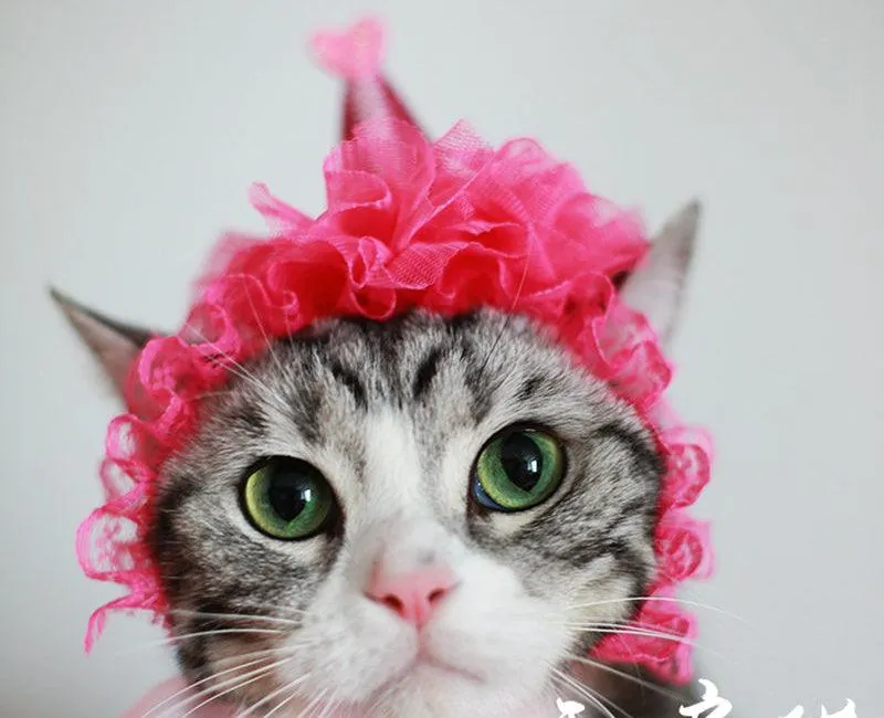 Cat Headwear