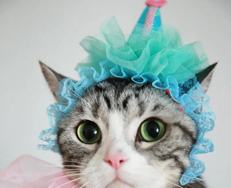 Cat Headwear