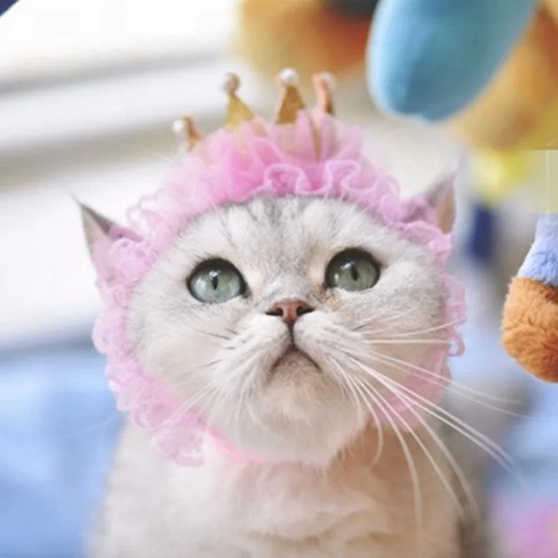 Cat Headwear
