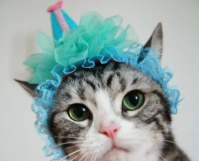 Cat Headwear